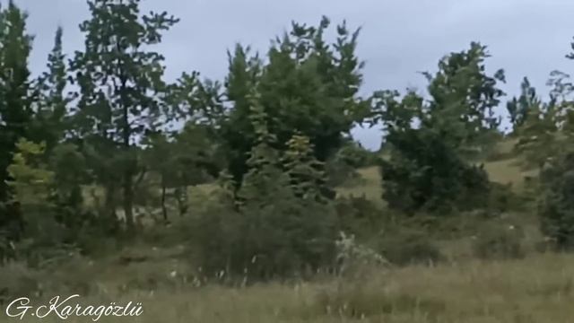 Tavşan avı 7.κυνήγι κουνελιού.caccia al coniglio.chasse au lapin.Kaninchenjagd. кролика.лов на зайц