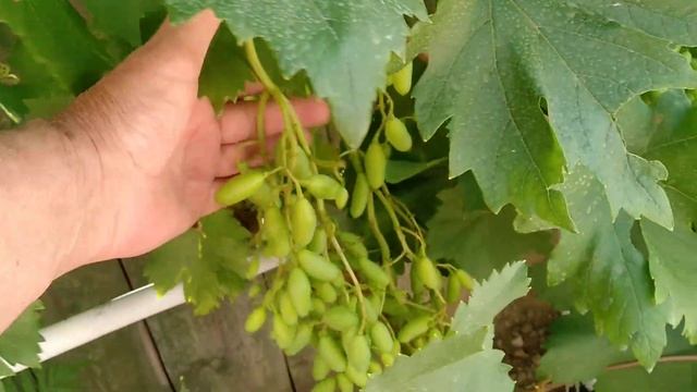 Ніколи не викидайте старі кущі винограду .Перещеплення - і повноцінний урожай вже наступного року.