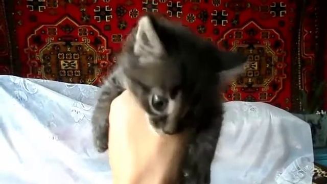 Meowing and helpless fluffy kitten