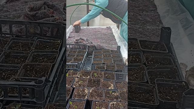 Повышение влажности в теплице. Стартуют крупнолистные гортензии
