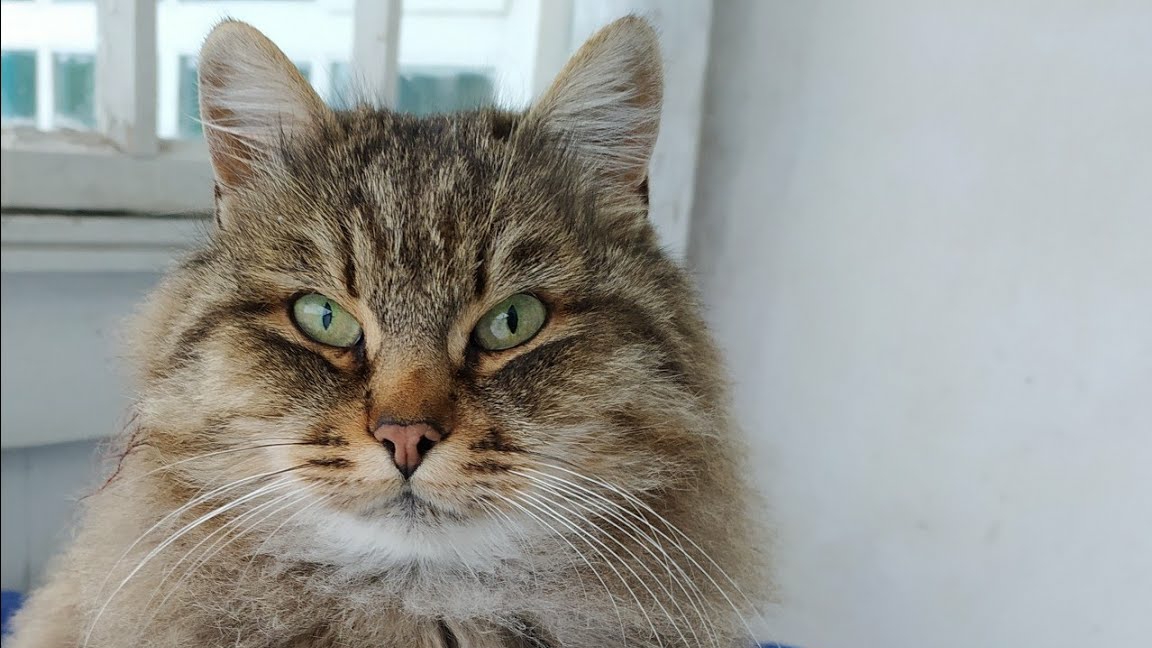 ЖИЗНЬ КОШЕК ЗИМОЙ В ДЕРЕВНЕ