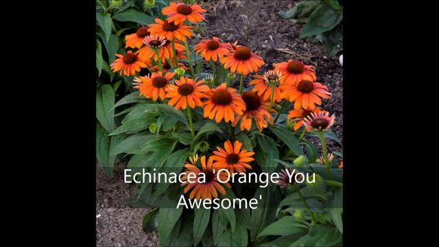 A Sampling of Perennials for 2020