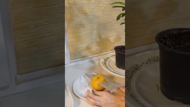 Мандарин Уншиу миагава дегустация.
