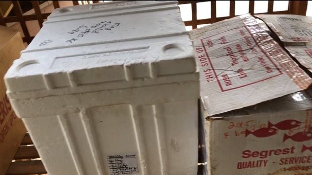Ep.2 The Tub Pond Handbook: OVER-WINTER SNEAK PEAK: Boxed Plants