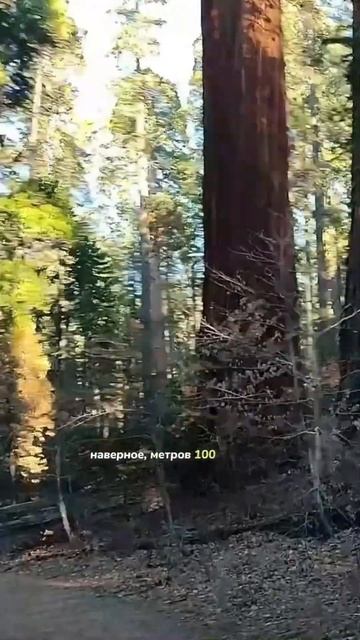 Увидеть больше секвой в новом видео на канале #парксеквой #путешествия #поездки #трип #удивительное