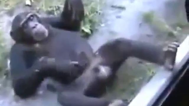 Приколы ! Обезьяна в экстазе 18+