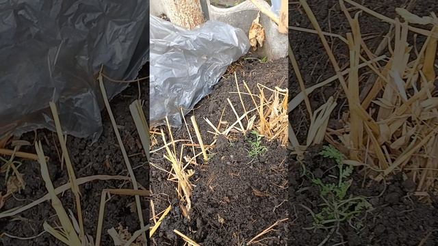 готовим лунки под огурцы