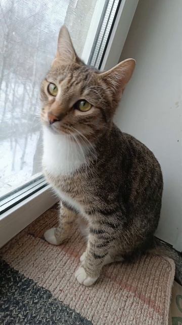 Кот Матроскин 😺
