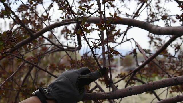 Pruning Deciduous Trees - Spring Cleanup