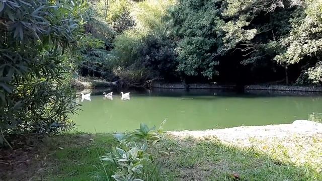 Парк "Южные культуры" Адлер
