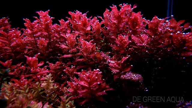Rotala macrandra