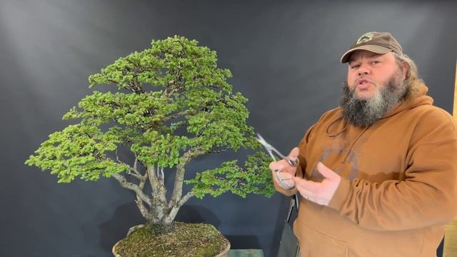 Giant Hemlock Fully Wired - Greenwood Bonsai