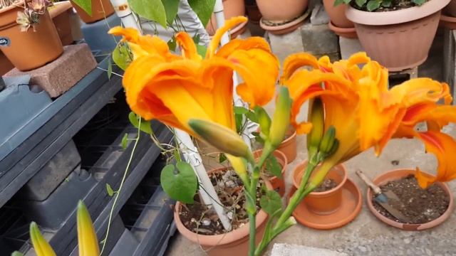 Parece de Fuego, Hemerocallis Fulva (Lirio de un día)  CUIDADOS - Hemerocallis Fulva (Day Lily) CAR
