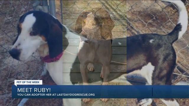 Pet of the Week - 10/21/2020