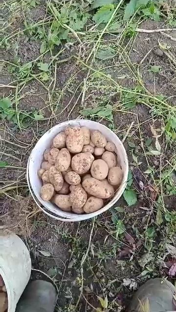 Картофель сорта невский. Урожай картошки.