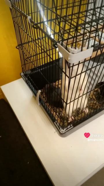 Крыски 🐀