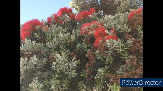 🍀 Metrosidero, árbol de hierro o pohutukawa (Metrosideros excelsa Sol. ex Gaertn.). 🍀