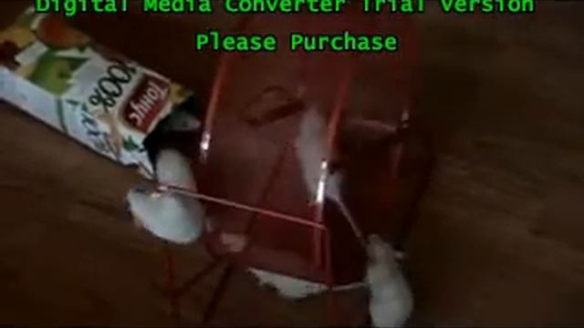 rats wheel 01.mpg