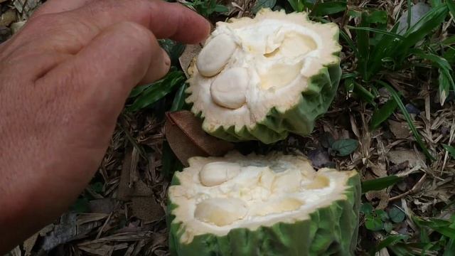 Mocambo - the other Cocoa (Theobroma bicolor) with unripe tasty seeds