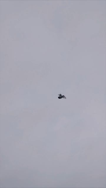 чернохвостая бакинка с боем