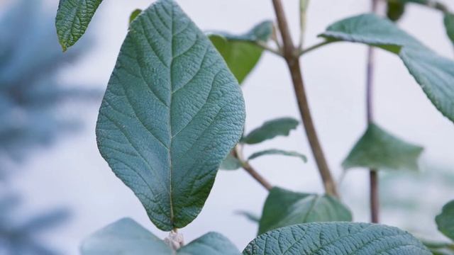 Viburnum lantana - Wayfaringtree Viburnum, Wayfaring Tree