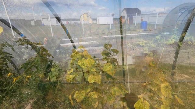 Ура! Мы на даче после ковида. Обрезала клубнику. Обнаружила дыни и арбузы.