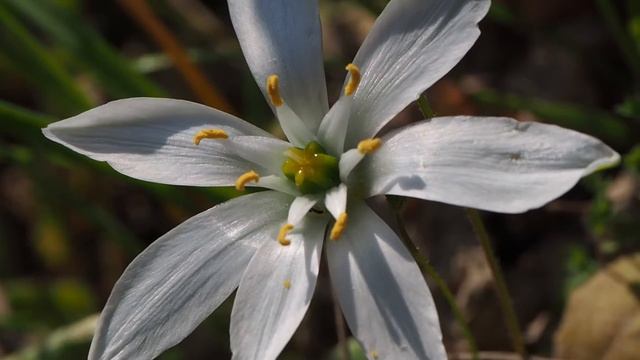 Ornithogalum divergens