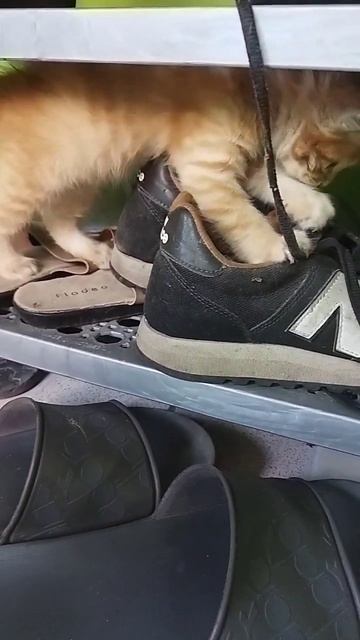 Cute Little Kitten Rummaging Through Shoe Rack