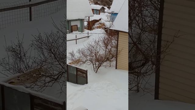 "Соседская рябинушка"...