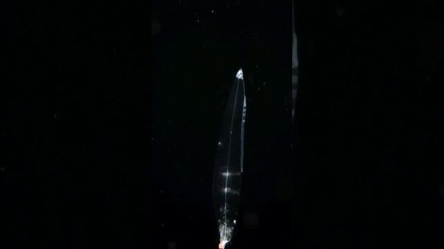 Тёмное царство