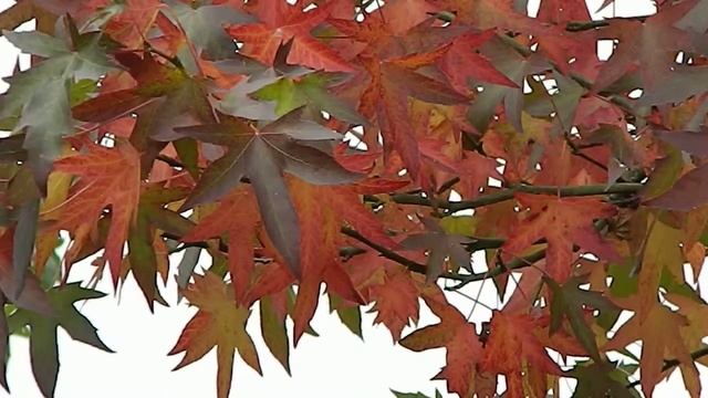 Liquidambar styraciflua Amberboom