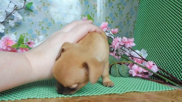 ЧИХУА РЫЖИК № 2 ОТКРЫТ ДЛЯ РЕЗЕРВИРОВАНИЯ ( ПИТОМНИК "МАРИ МИСТИК" )