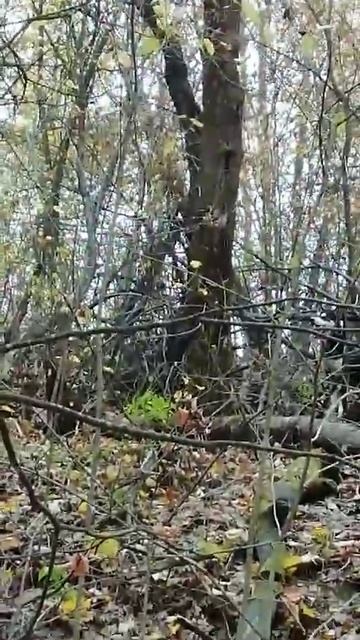 Восточносибирские лайки нашли куницу в лесу