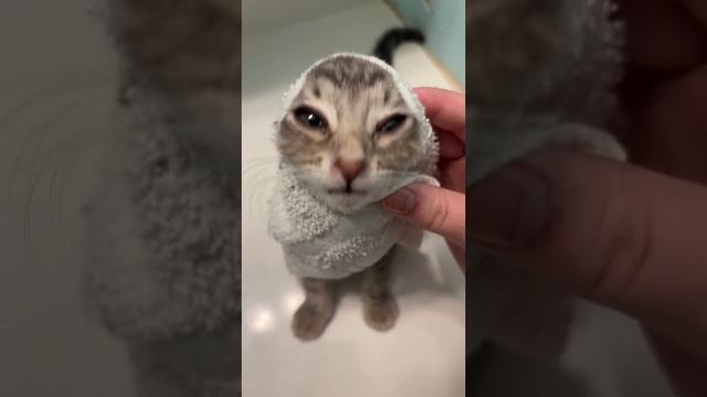 Funny cats