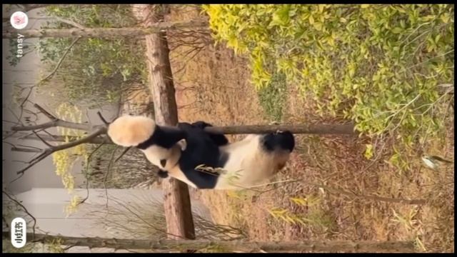 Nils Van Zandt - Lalala для телефона видеозалипалка _11
