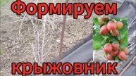 Формирование крыжовника Салют-мое виденье