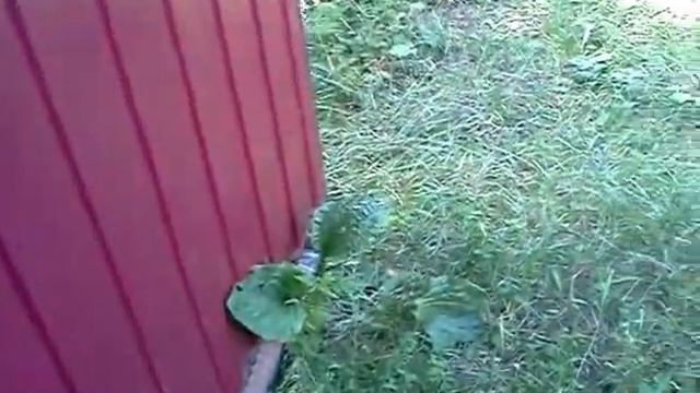 Funny company. Shepherd dogs. Веселая компания. Овчарки.