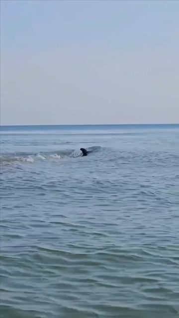 10.02.2025 Состояние пляжа "Золотые Дюны"