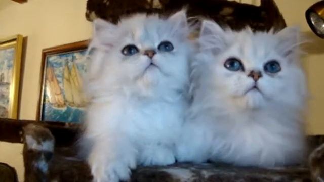 persan chinchilla Extasy et elixir du Grand Nocq