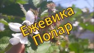 Ежевика Полар