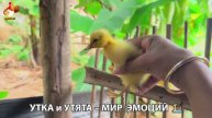 Утка и Утята – мир нежных эмоций 🦆🤗❣️часть (41)