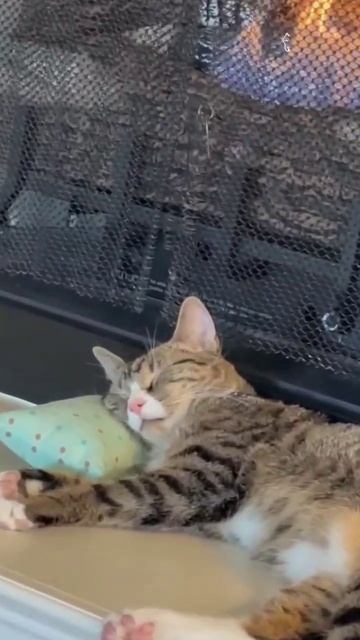 котики