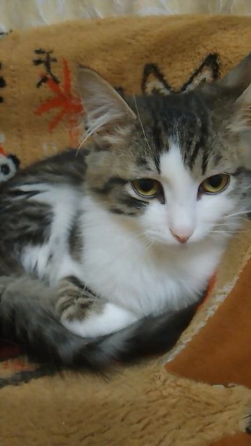 котярный день.
