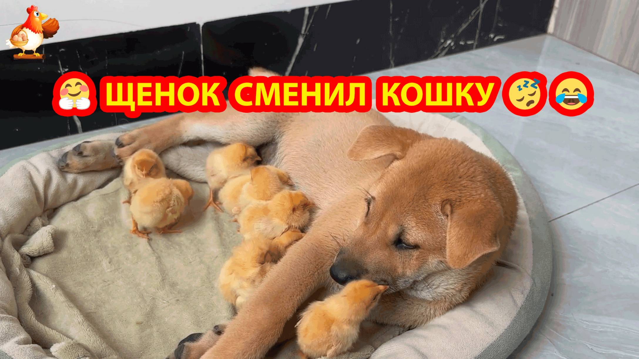 Щенок сменил Кошку на дежурстве с Цыплятами 🐤😍❣️