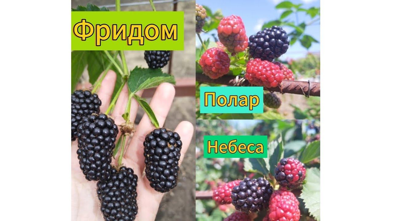 Ежевика: обзор на сорта Фридом, Полар, Небеса могут подождать