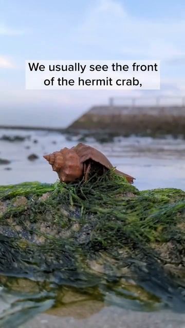 How does a hermit crab hold on to it's shell? #shorts