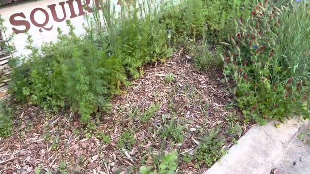 Hell Strip Gardening