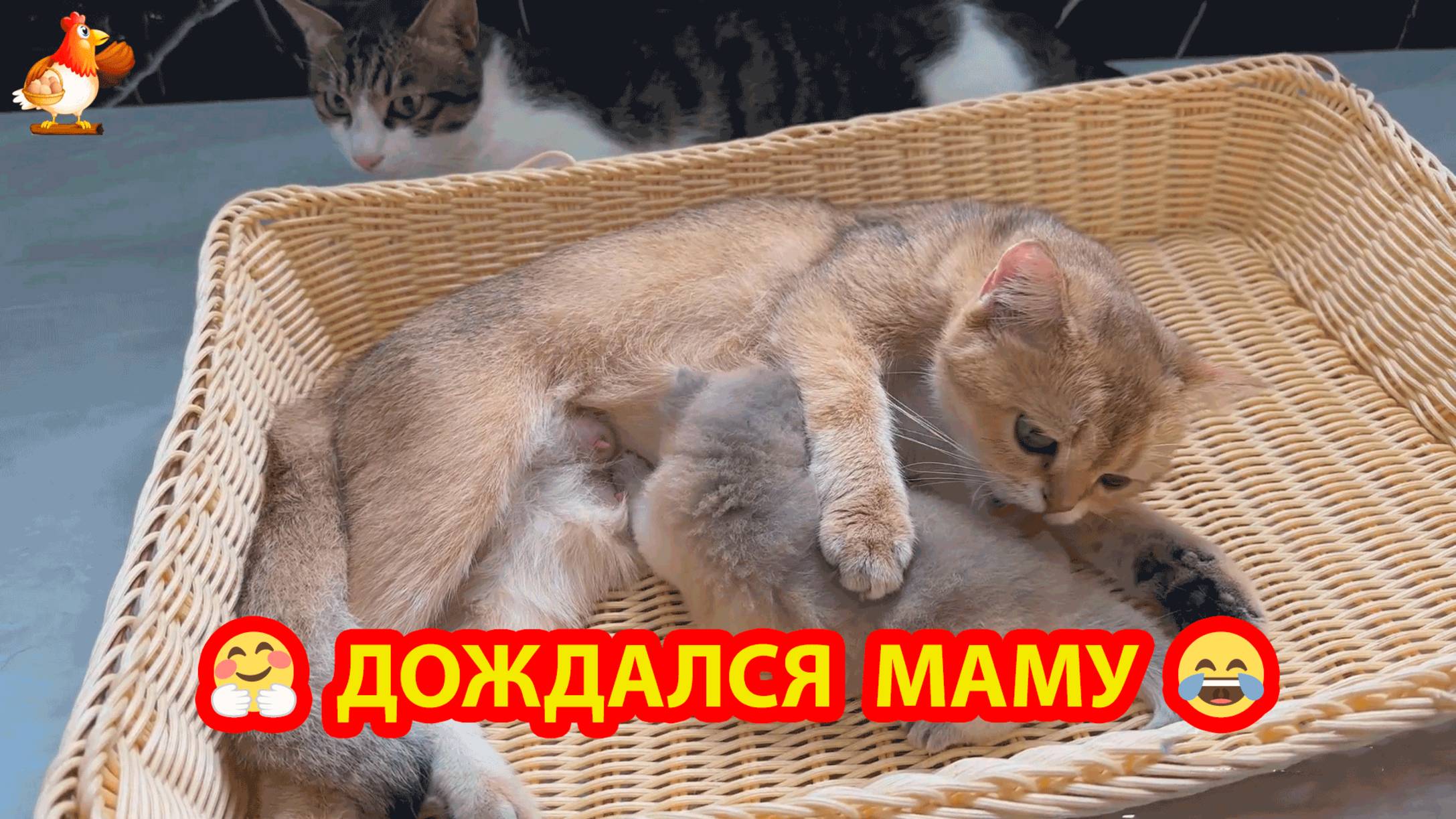 Котенок дождался Маму в компании хвостатых нянек и был счастлив ❣️🥰😂