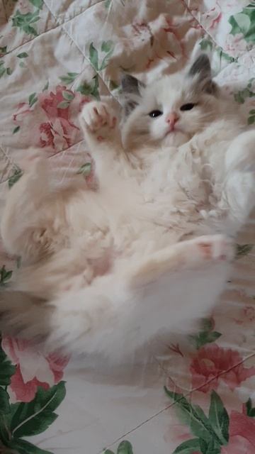 Танцор рэгдолл, котята и шоу производители. Dancer ragdoll, kittens and show producers.