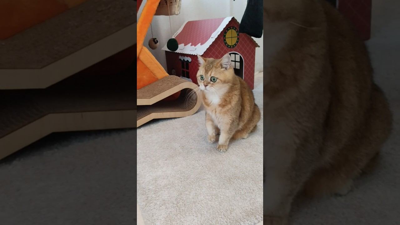 Делайте выводы  #стетхем #цитаты #cat #cutecat #кот #котики #коттоша #прикол